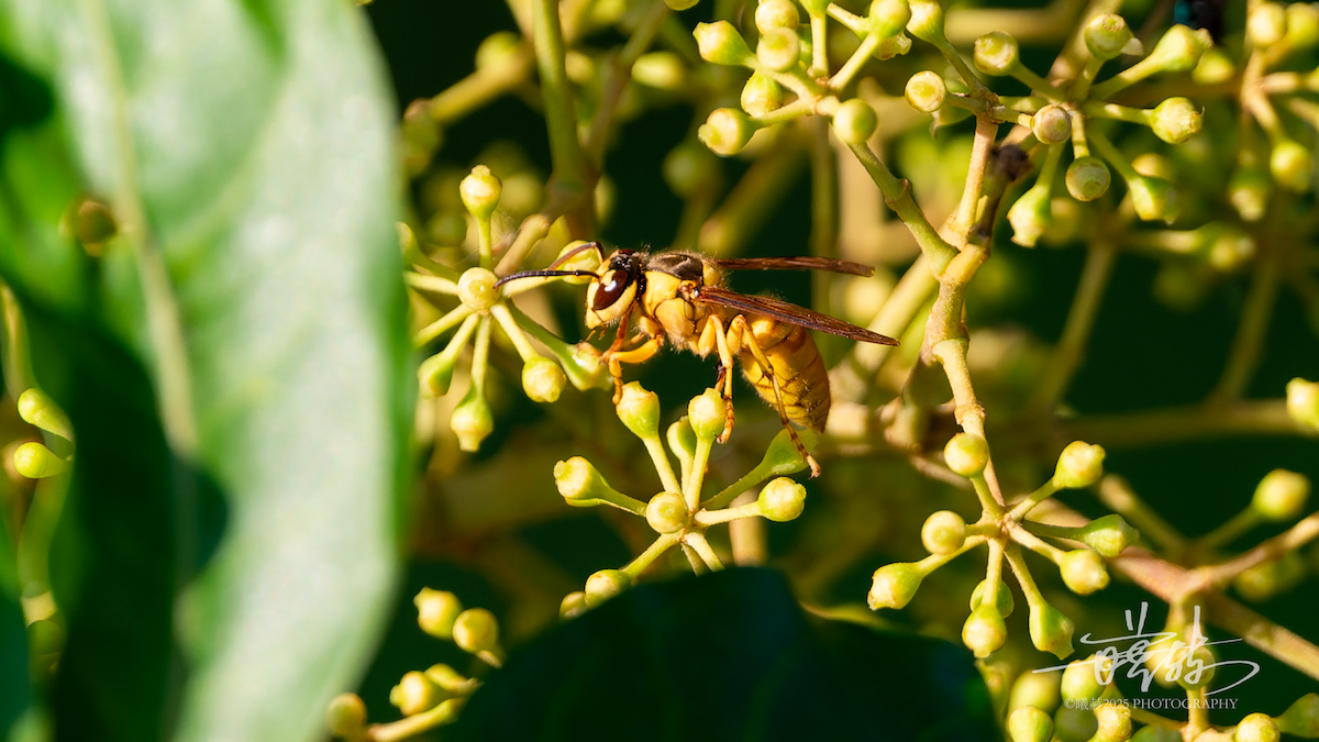 Black Shield Wasp - ML646821580
