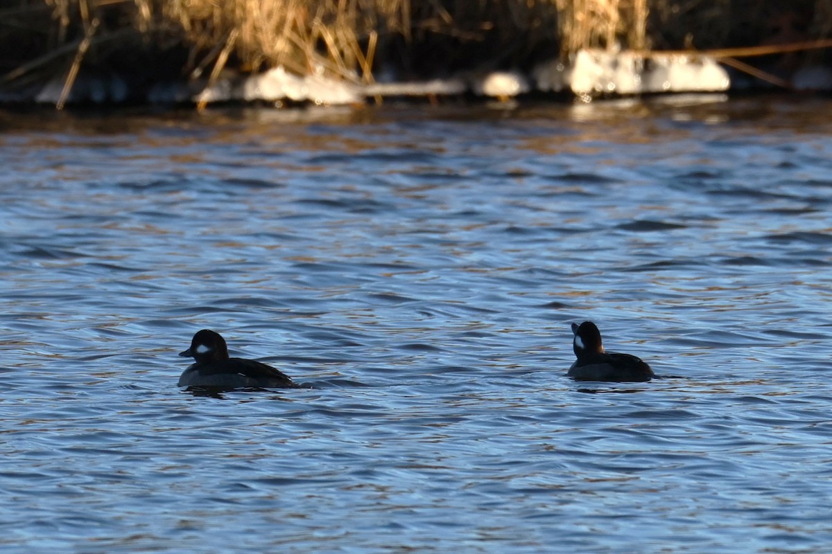 Bufflehead - ML646821581