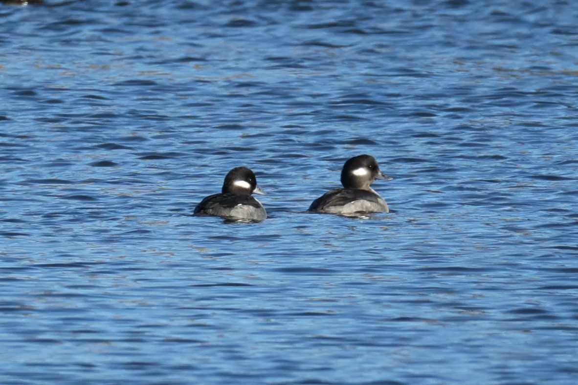 Bufflehead - ML646821582