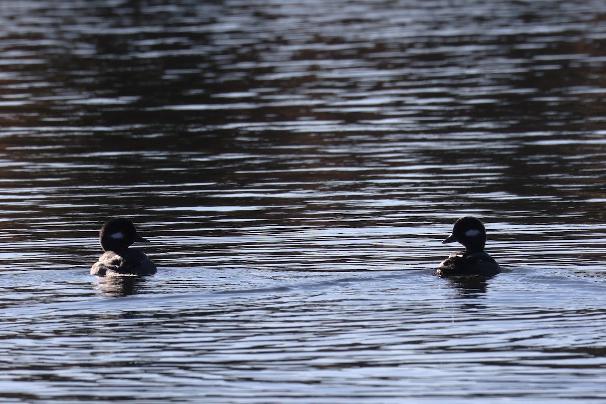 Bufflehead - ML646821583