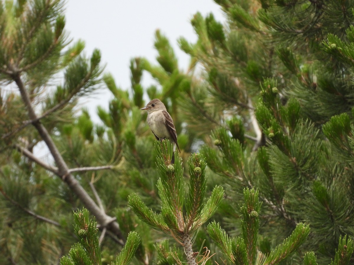 Western Wood-Pewee - ML646821584
