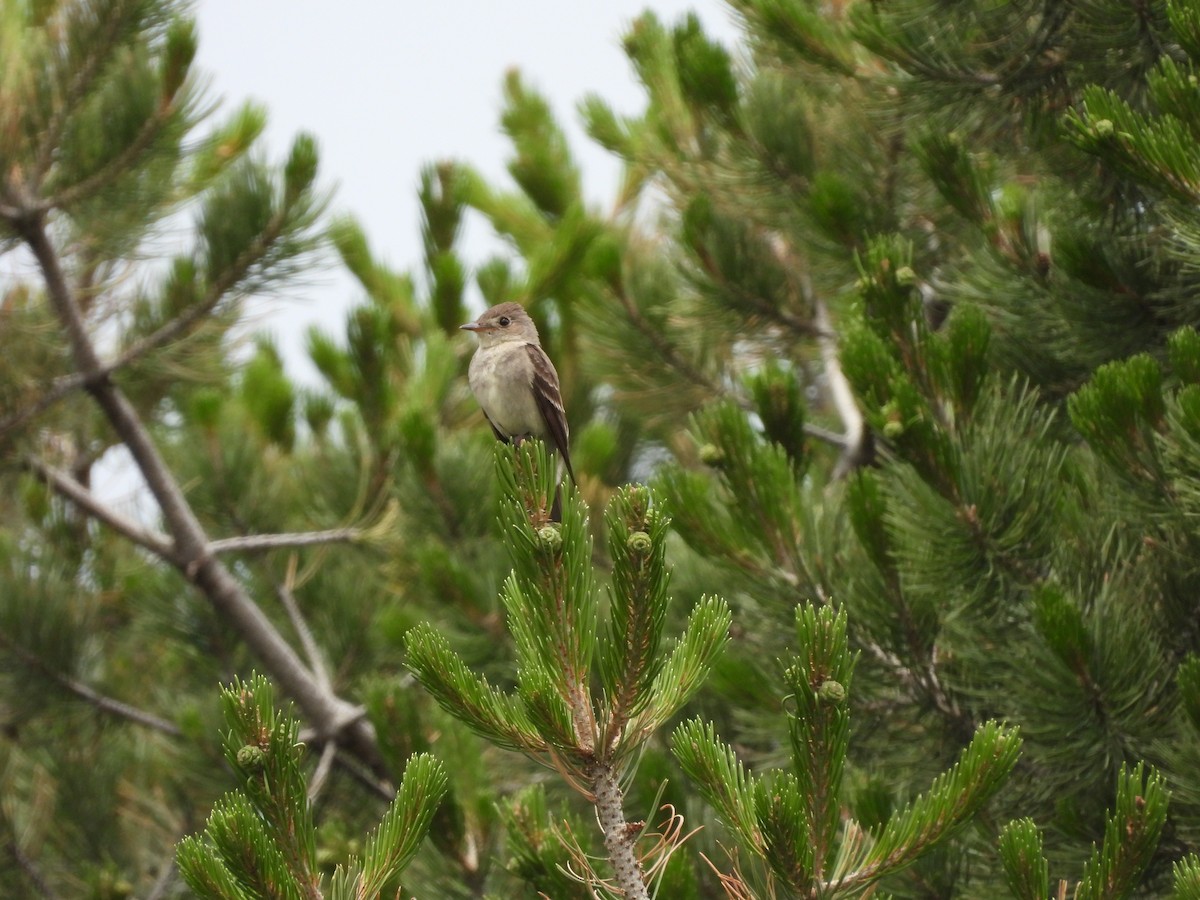 Western Wood-Pewee - ML646821585