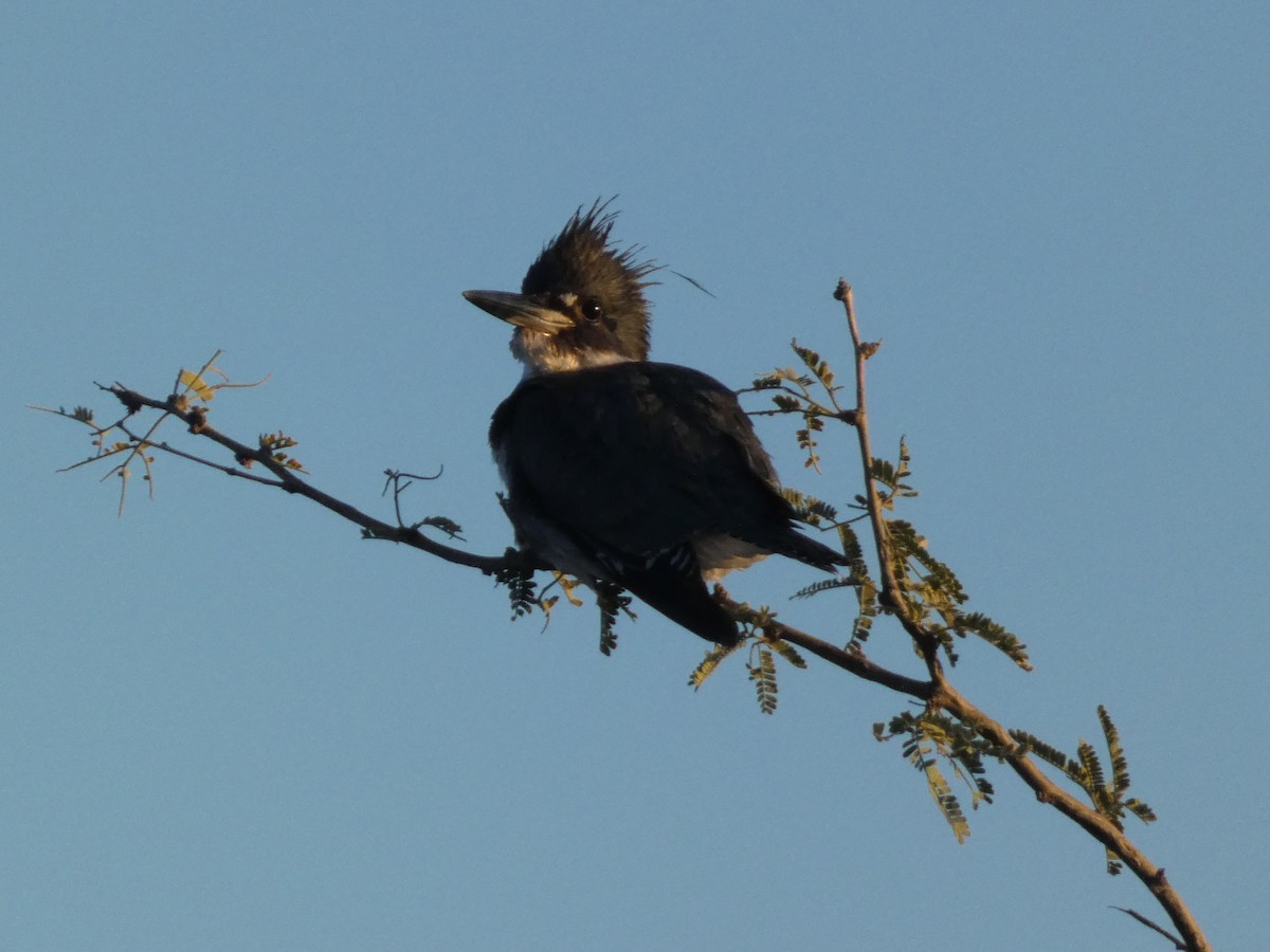 Belted Kingfisher - ML646821589