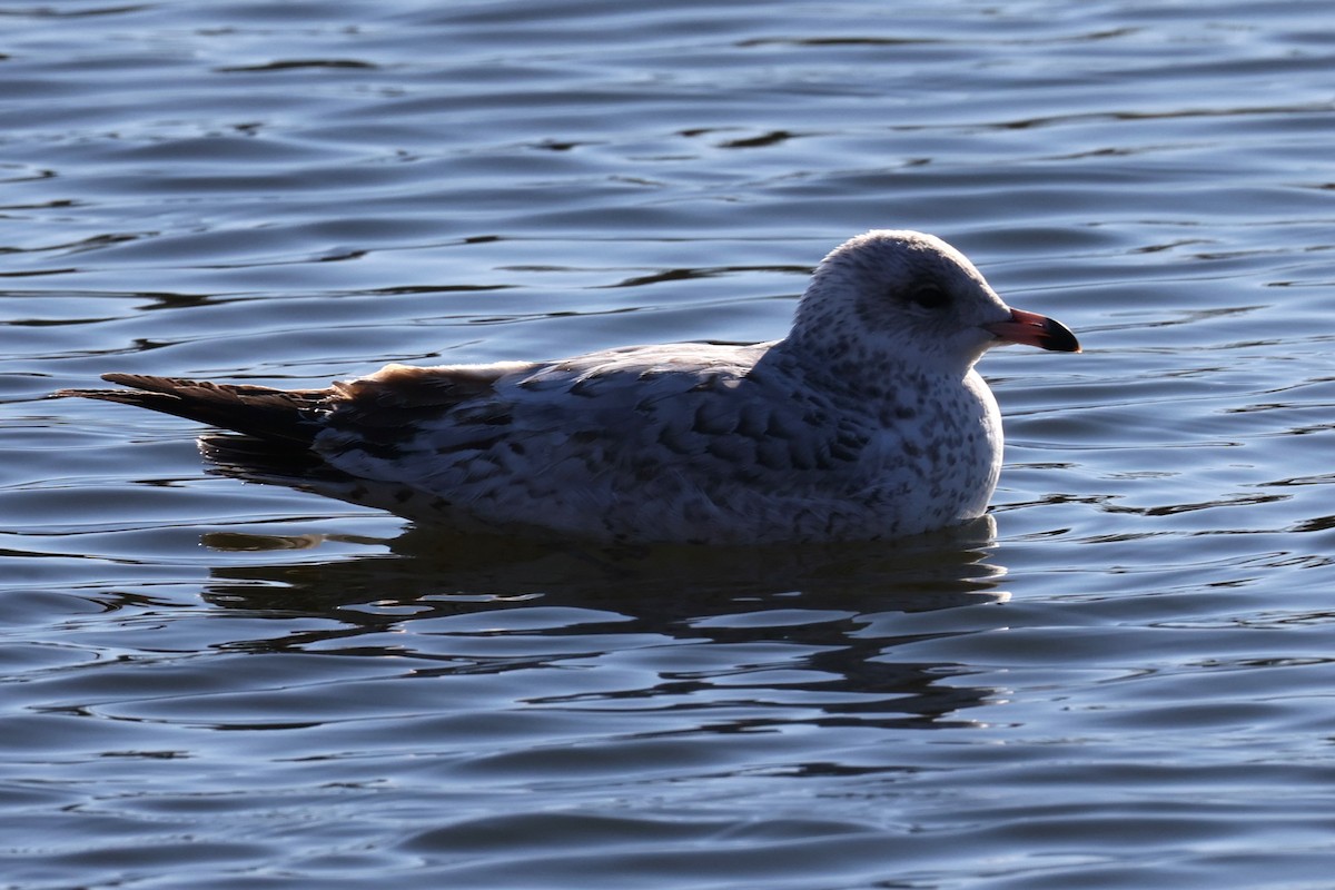 Ring-billed Gull - ML646821591