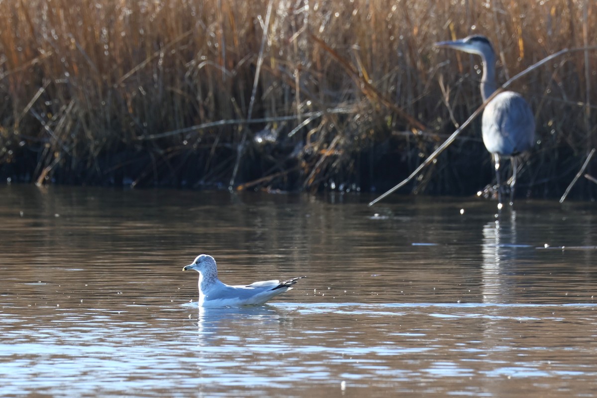 Ring-billed Gull - ML646821592