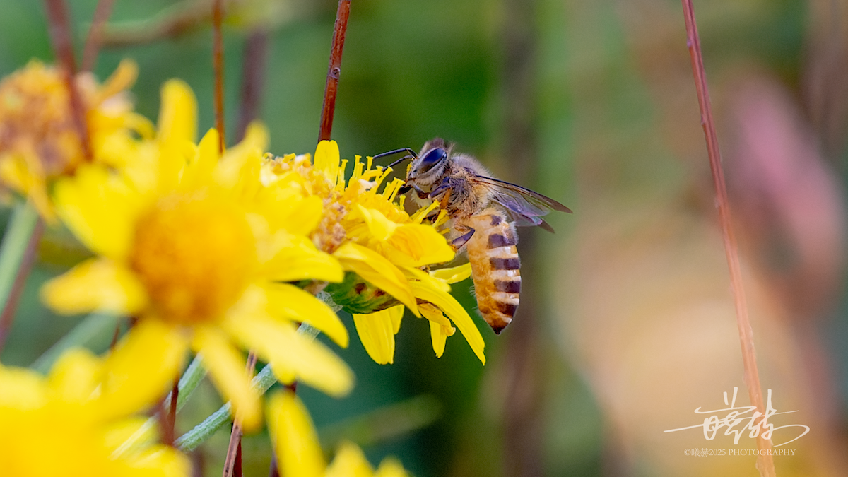 Asian Honey Bee - ML646821595