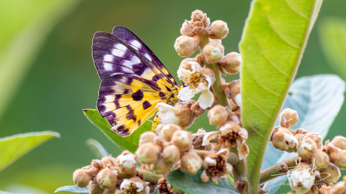 False Tiger Moth - ML646821596