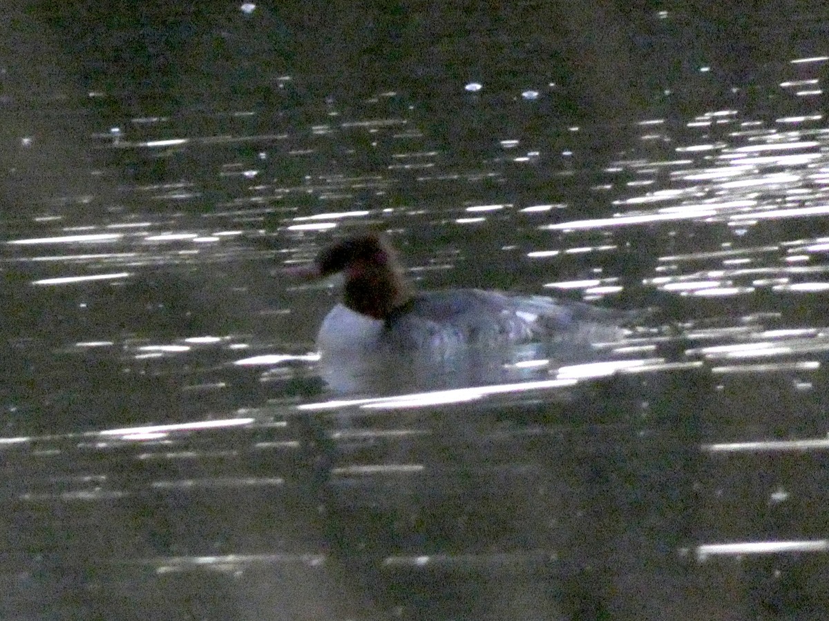 Common Merganser - ML646821597