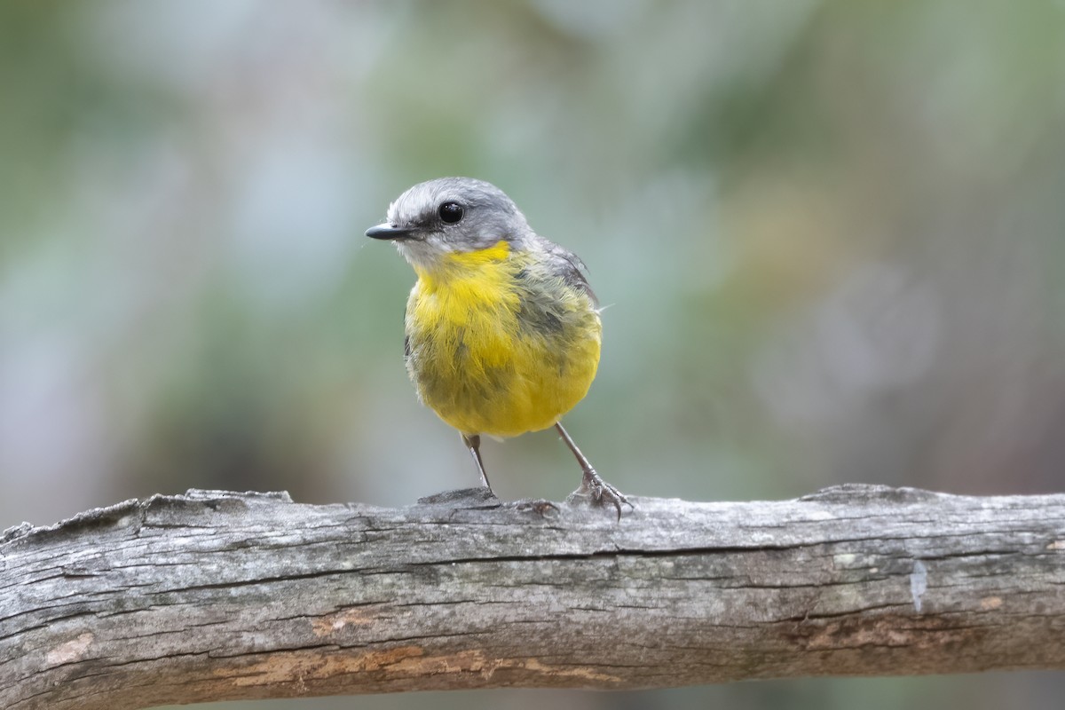 Doğulu Sarı Bülbül - ML646821598