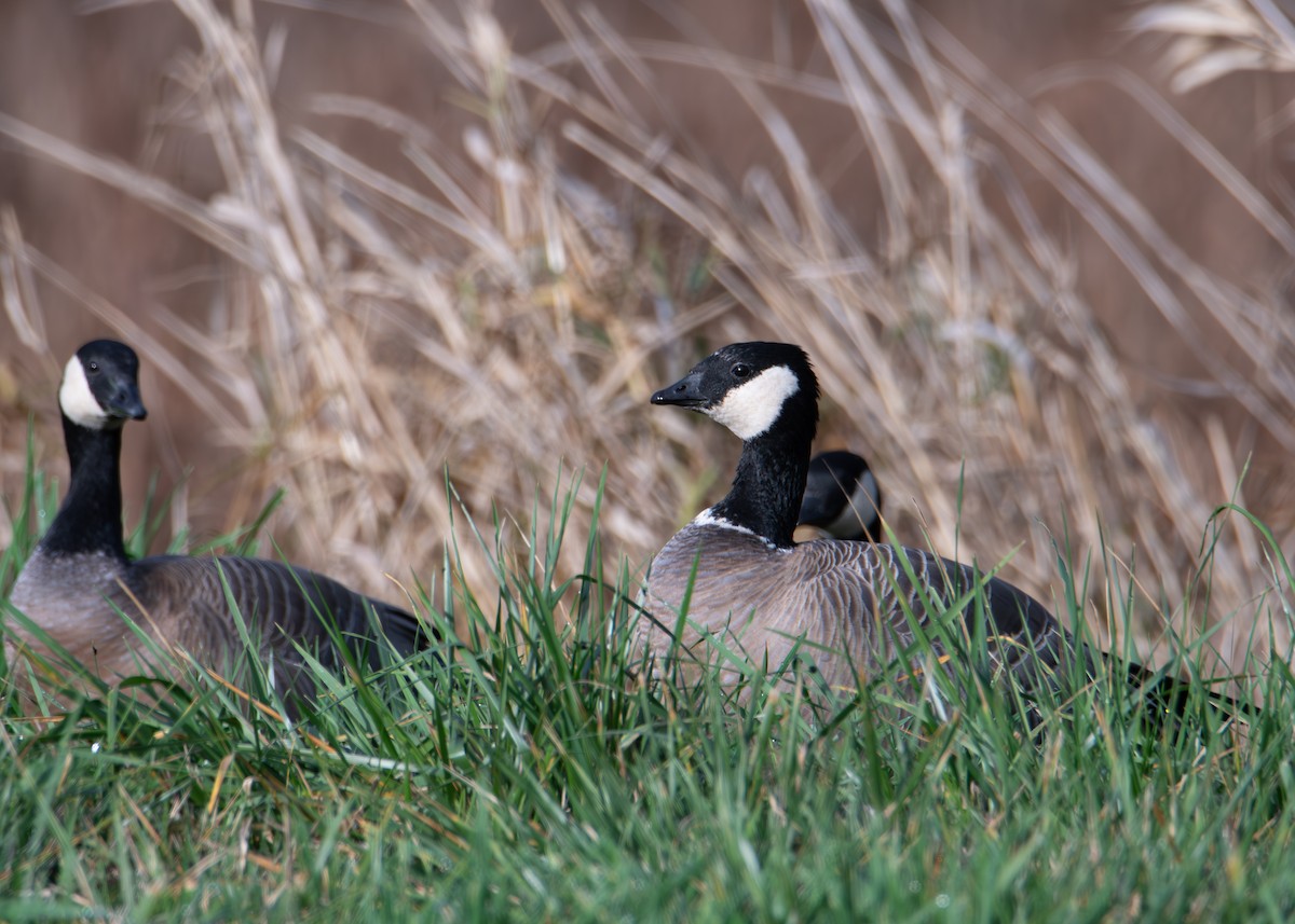 Малая канадская казарка - ML646821600
