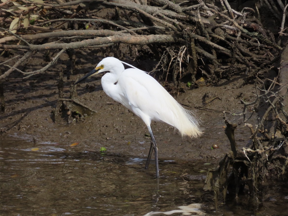 Aigrette garzette - ML646821601
