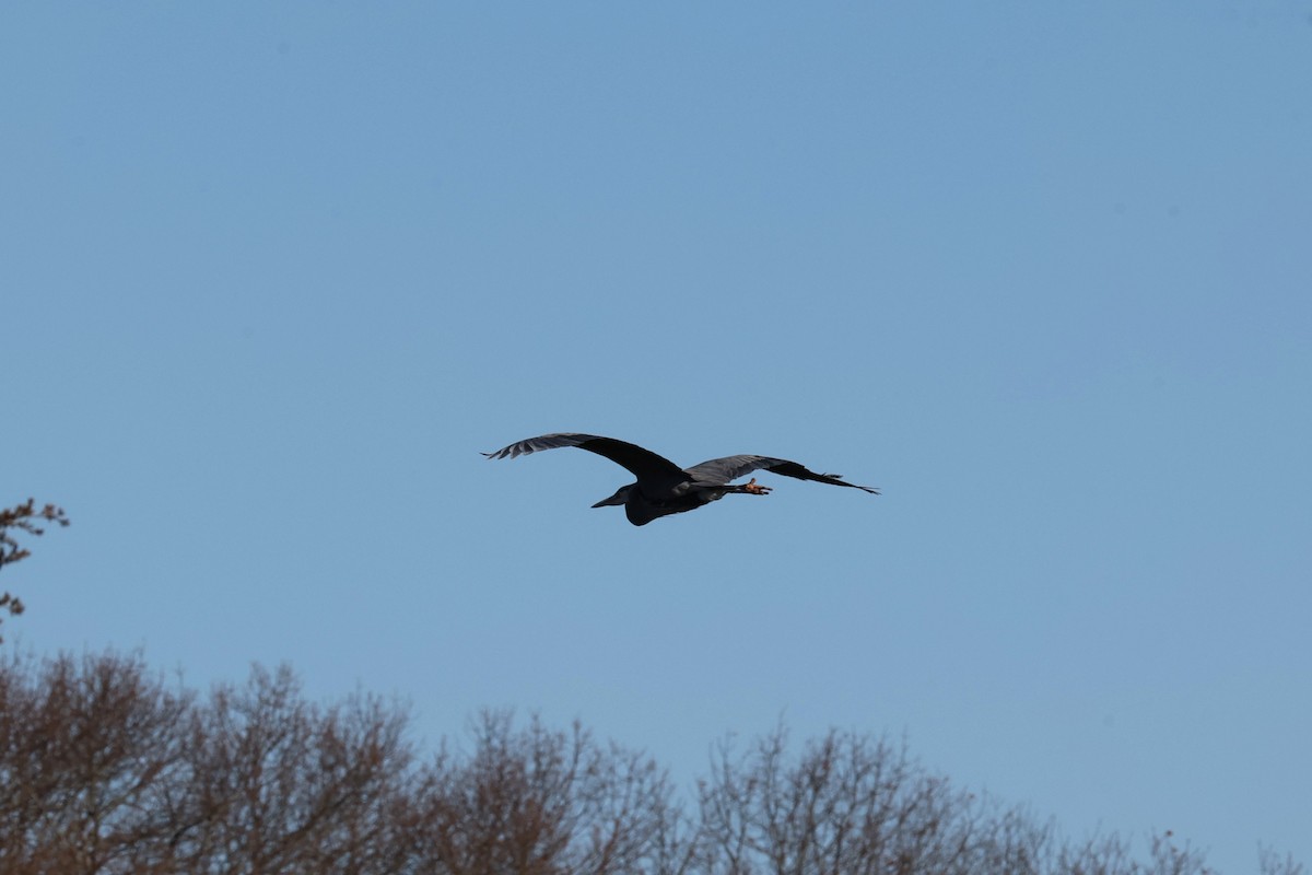 Great Blue Heron - ML646821602
