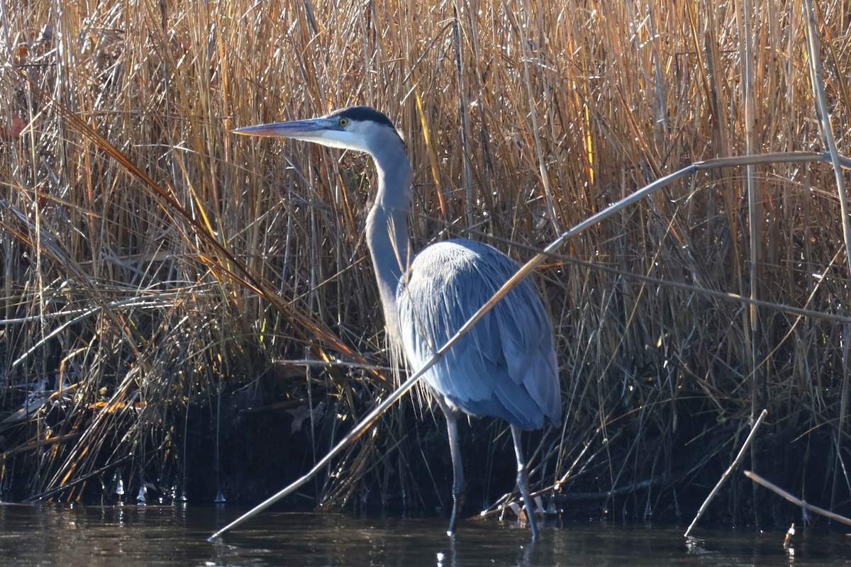Great Blue Heron - ML646821603