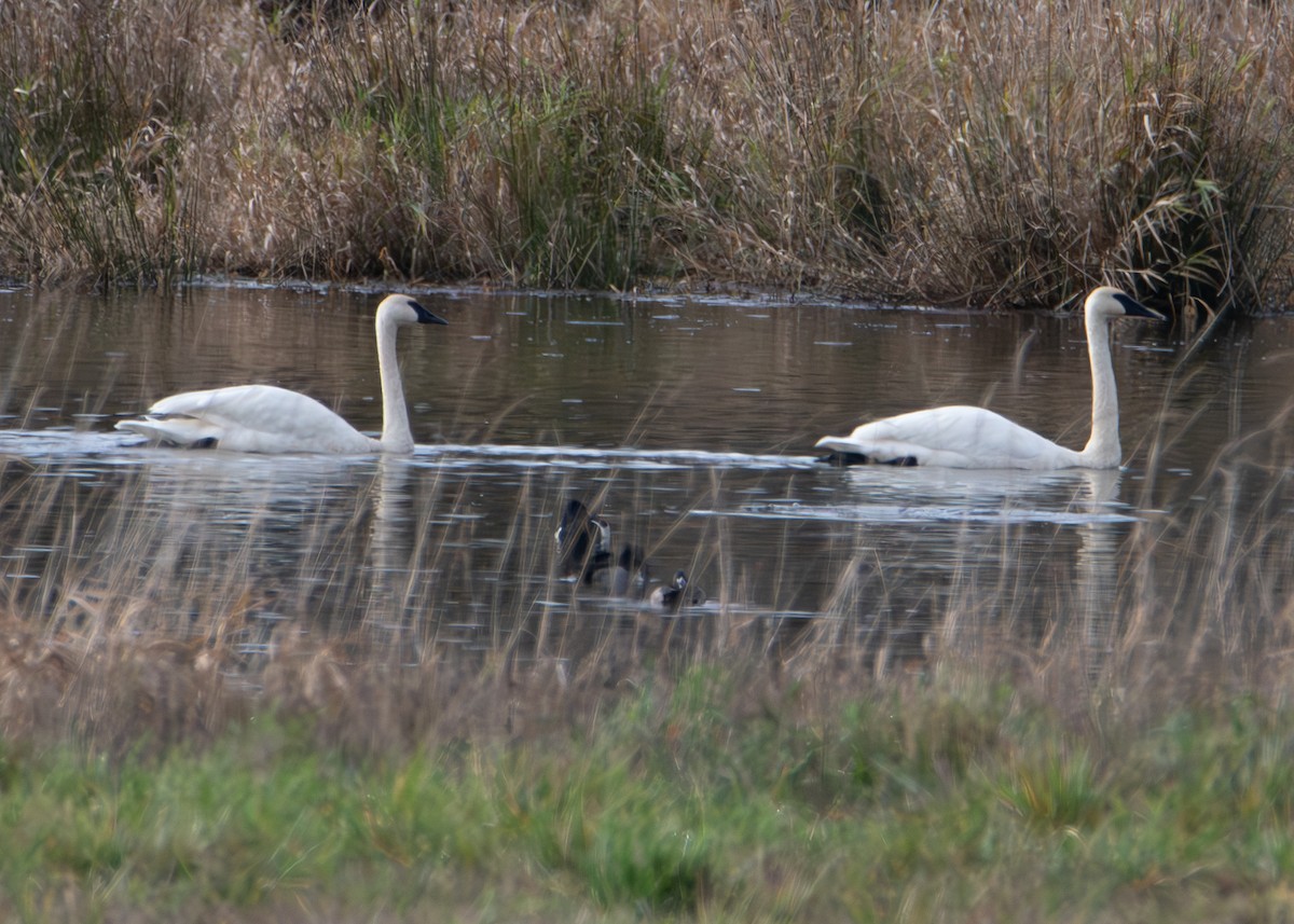 Лебедь-трубач - ML646821606