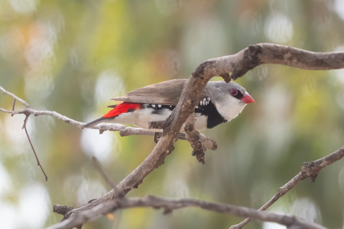 Diamantamadine - ML646821608