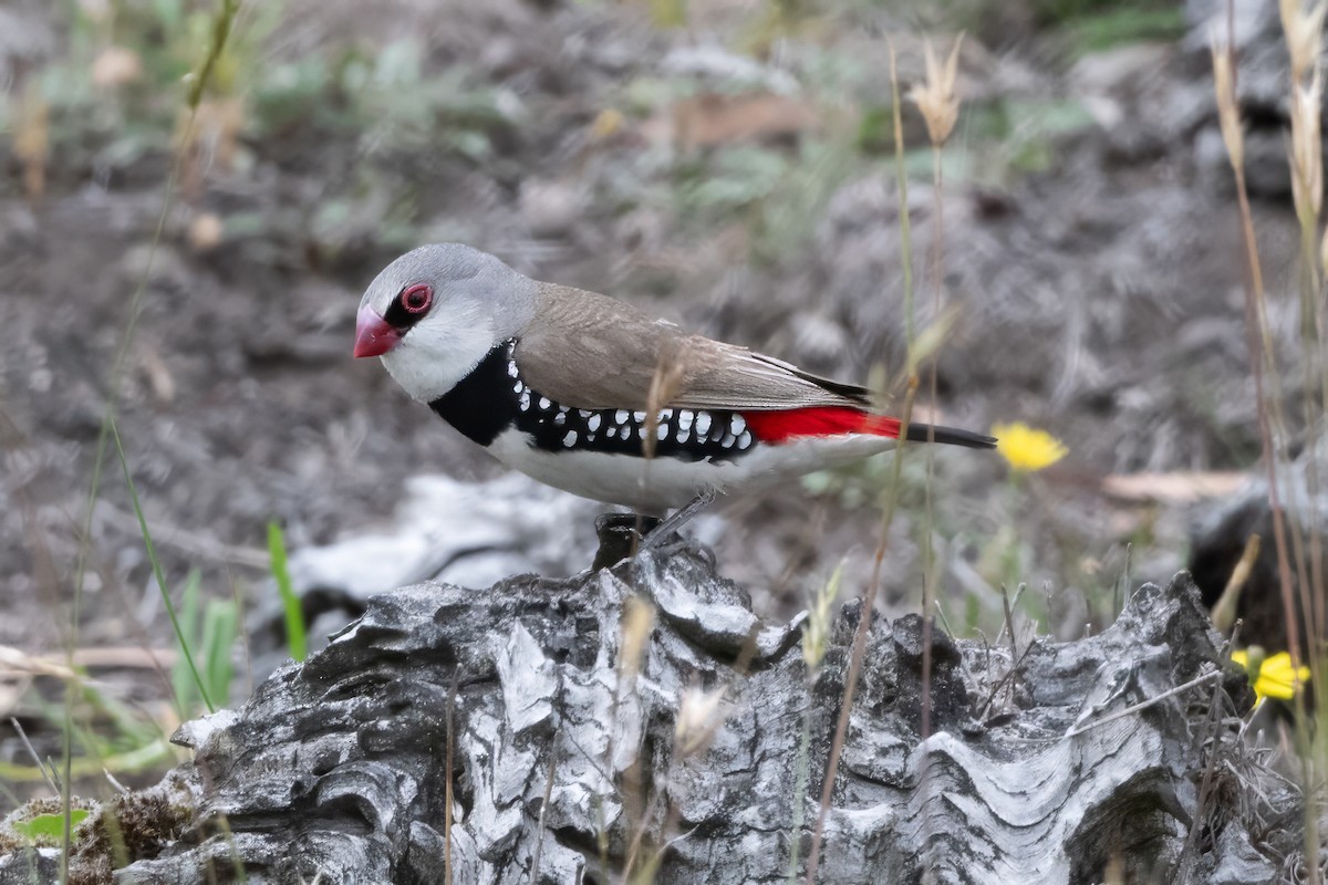 Diamantamadine - ML646821609