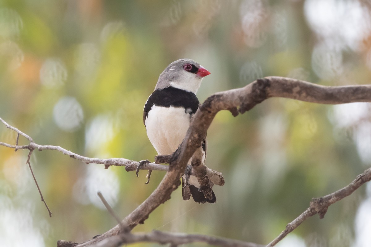 Diamantamadine - ML646821610