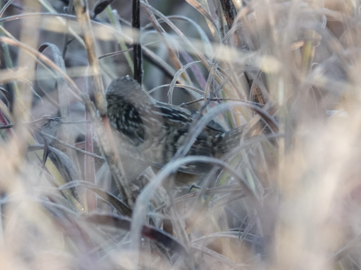 Cucarachero Culibarrado - ML646821613