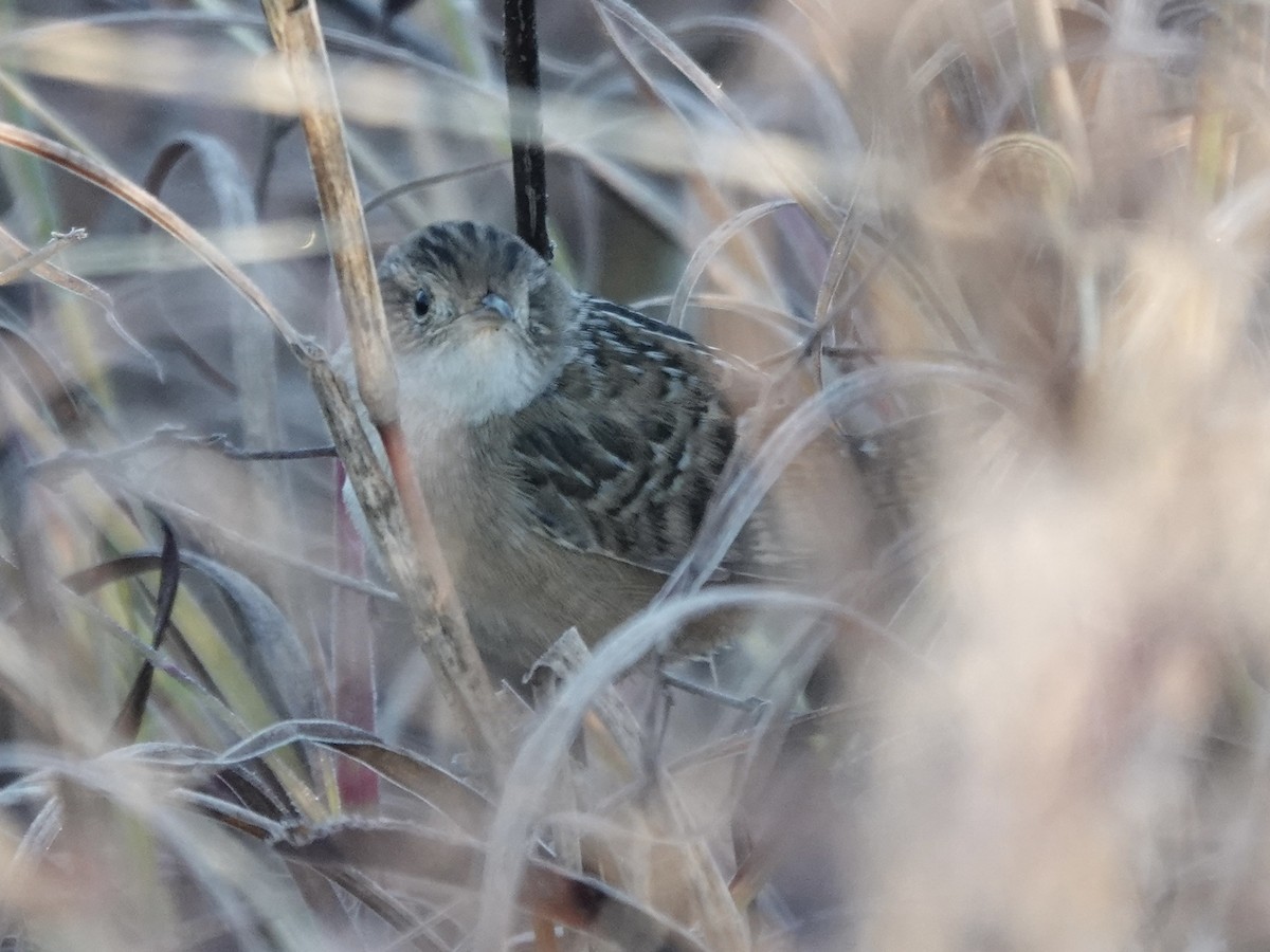 Cucarachero Culibarrado - ML646821614