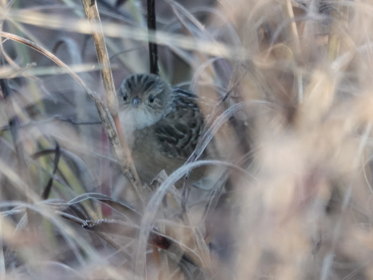 Cucarachero Culibarrado - ML646821615