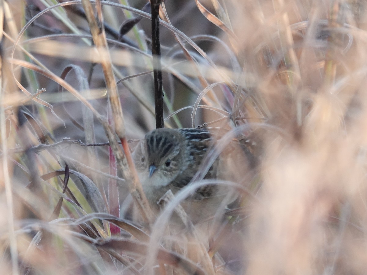 Cucarachero Culibarrado - ML646821616