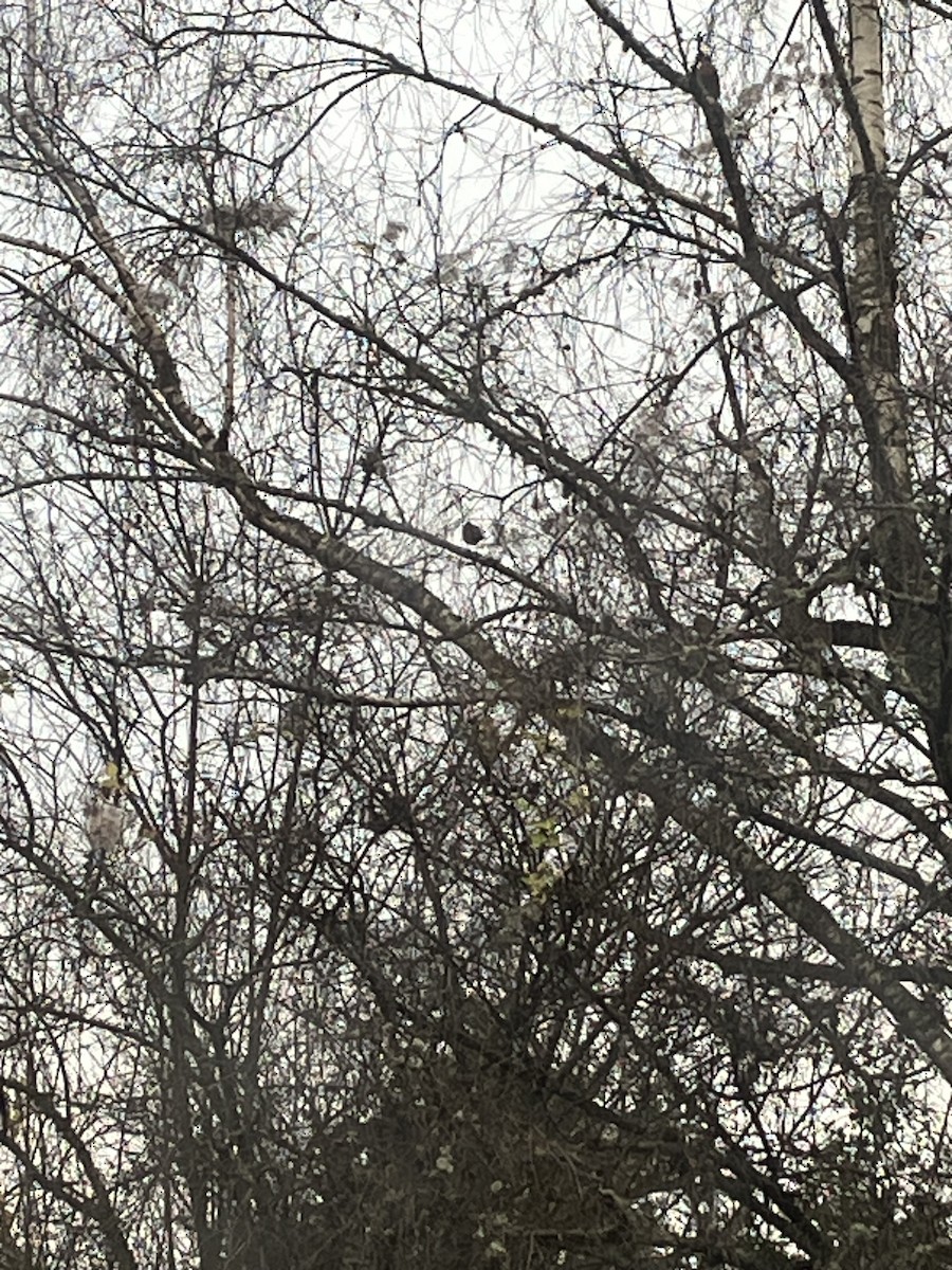 Zorzal Americano - ML646821625