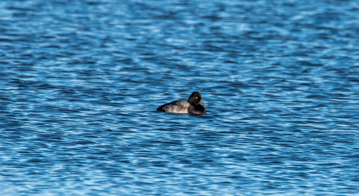 Greater/Lesser Scaup - ML646821626