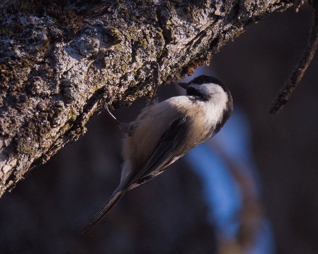 Carbonero Cabecinegro - ML646821627