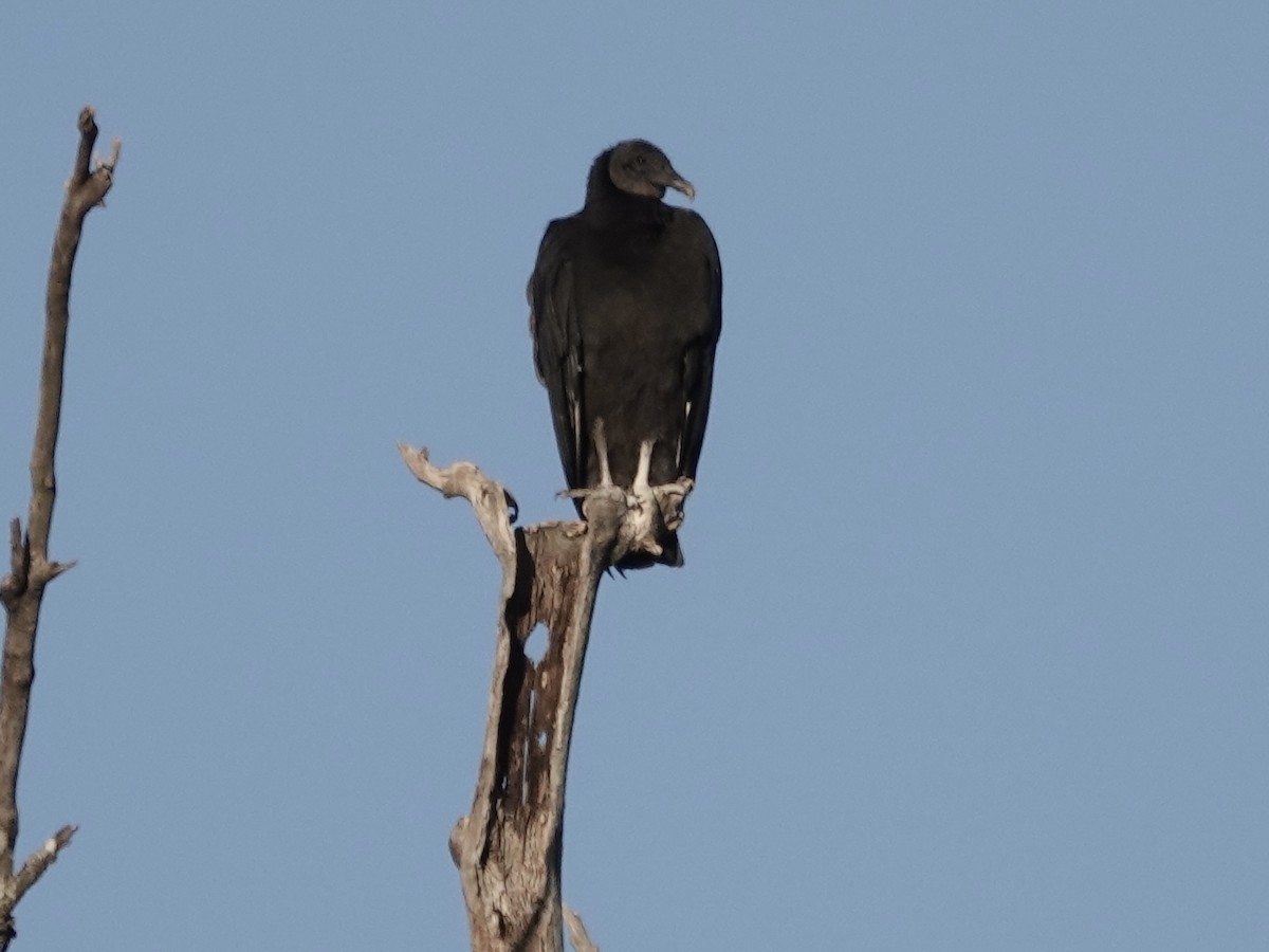 Zopilote beltza - ML646821628