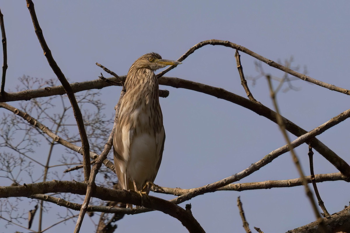 Индийская прудовая цапля - ML646821630