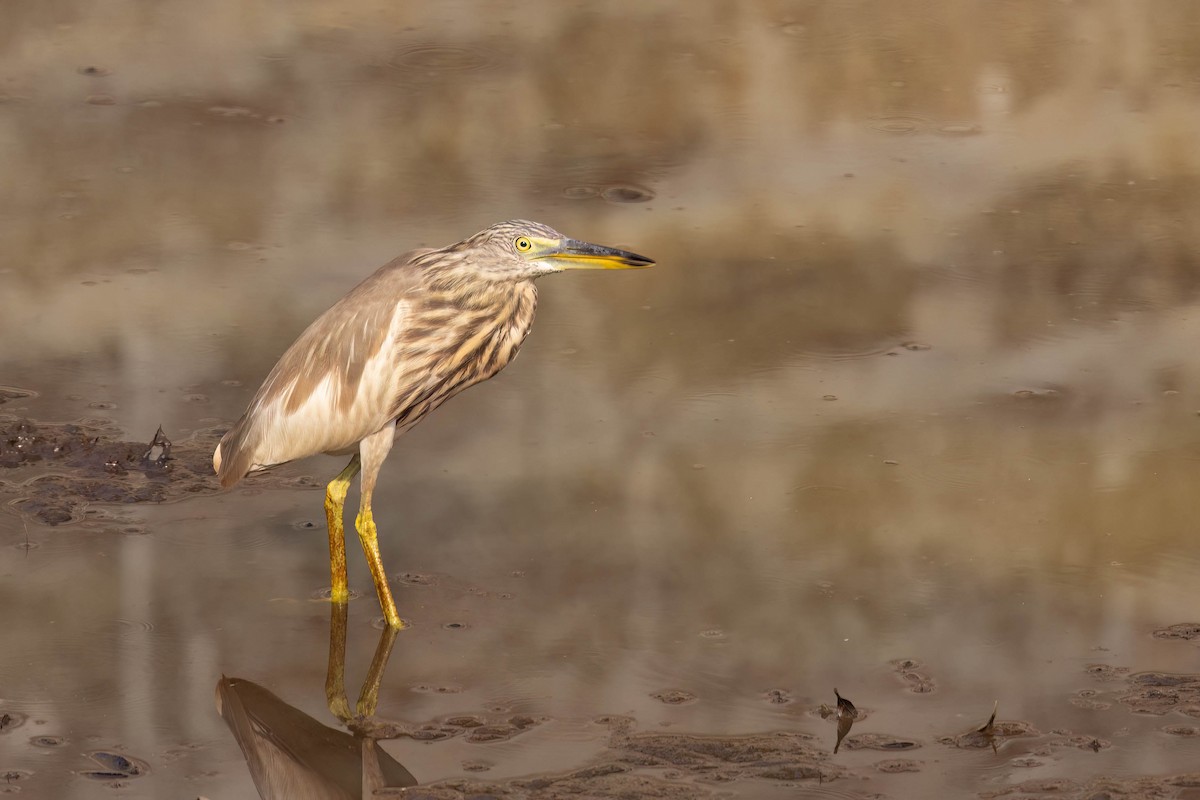 Индийская прудовая цапля - ML646821631