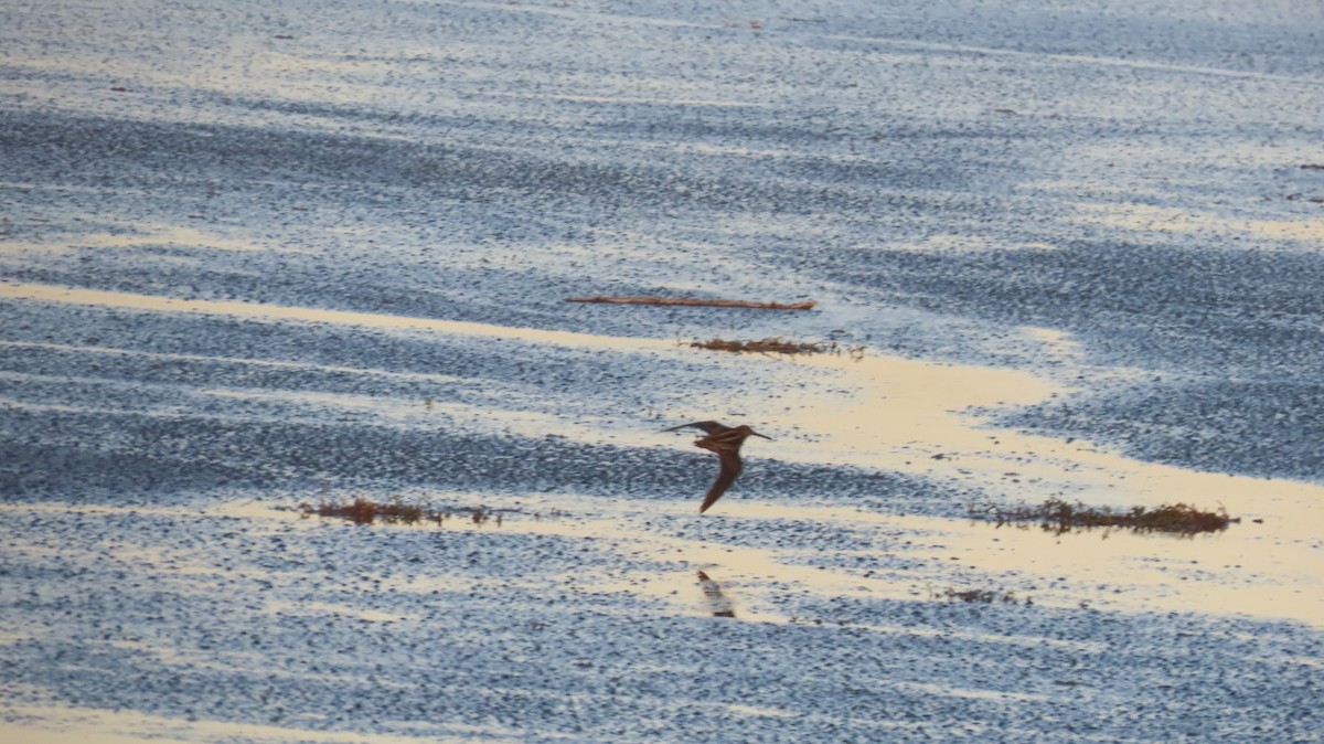 Wilson's Snipe - ML646821632