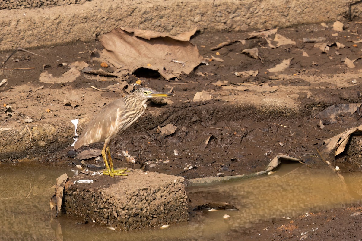 Индийская прудовая цапля - ML646821633