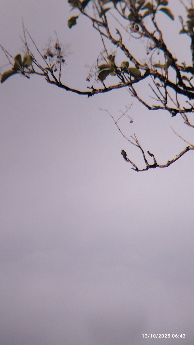 Hellbauch-Schnäppertyrann - ML646821636