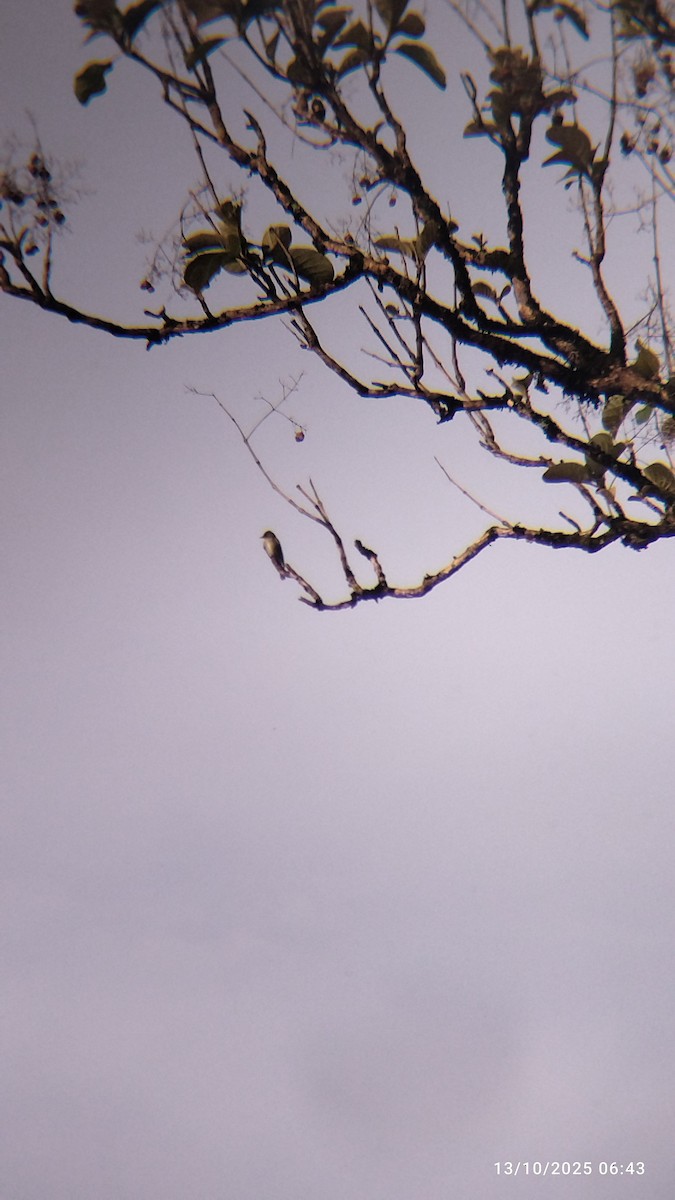 Hellbauch-Schnäppertyrann - ML646821637