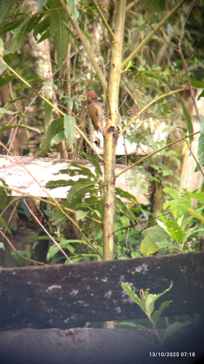 Red-rumped Woodpecker - ML646821646