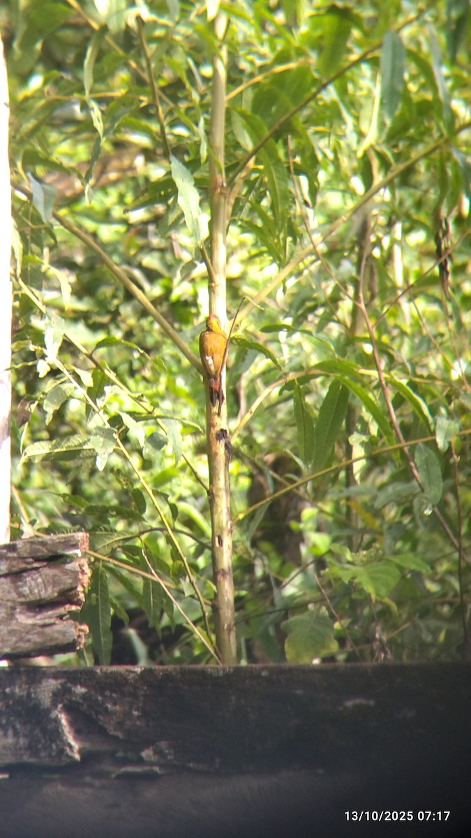 Red-rumped Woodpecker - ML646821648