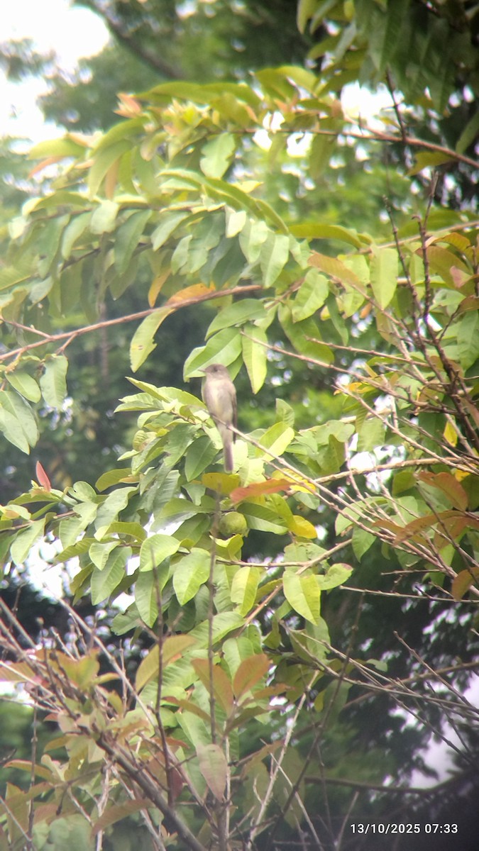 Western Wood-Pewee - ML646821649
