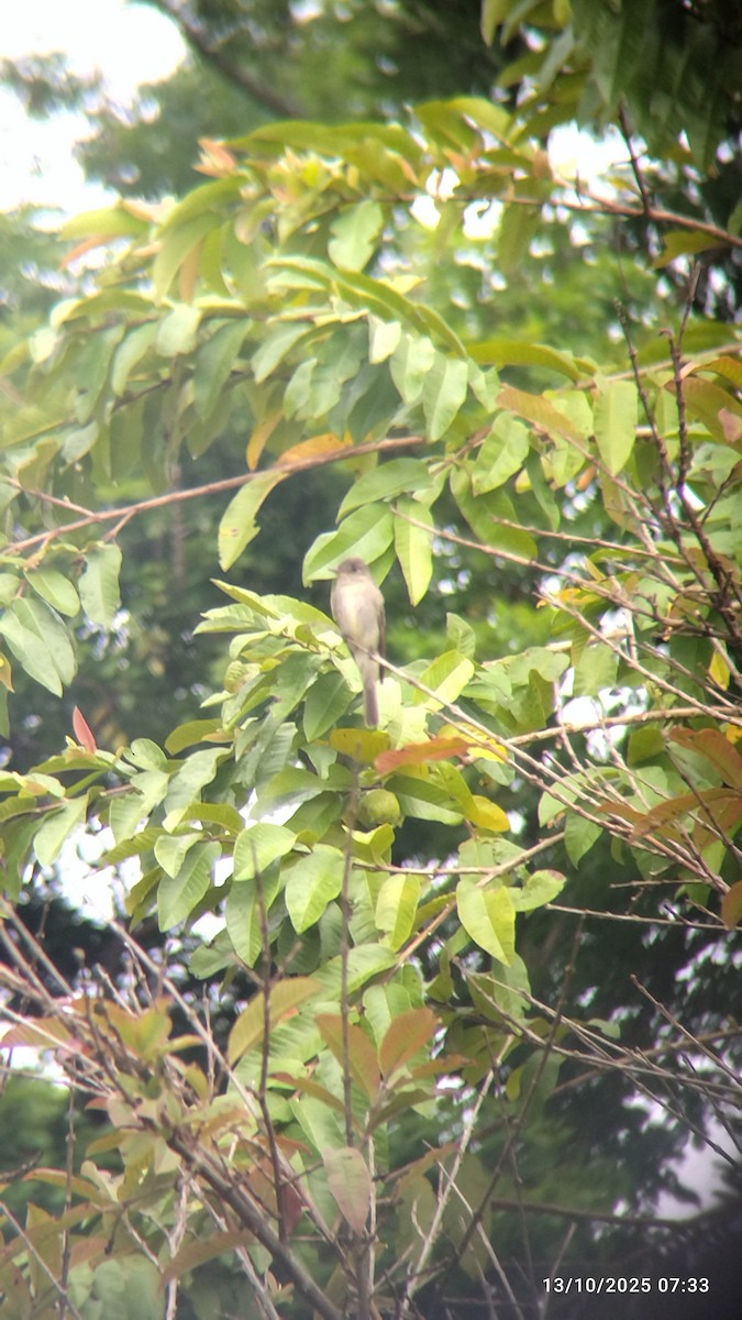 Western Wood-Pewee - ML646821650