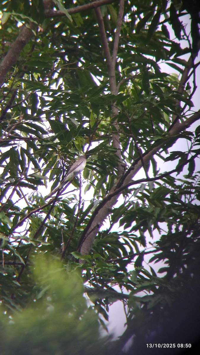 Tirano Oriental - ML646821652