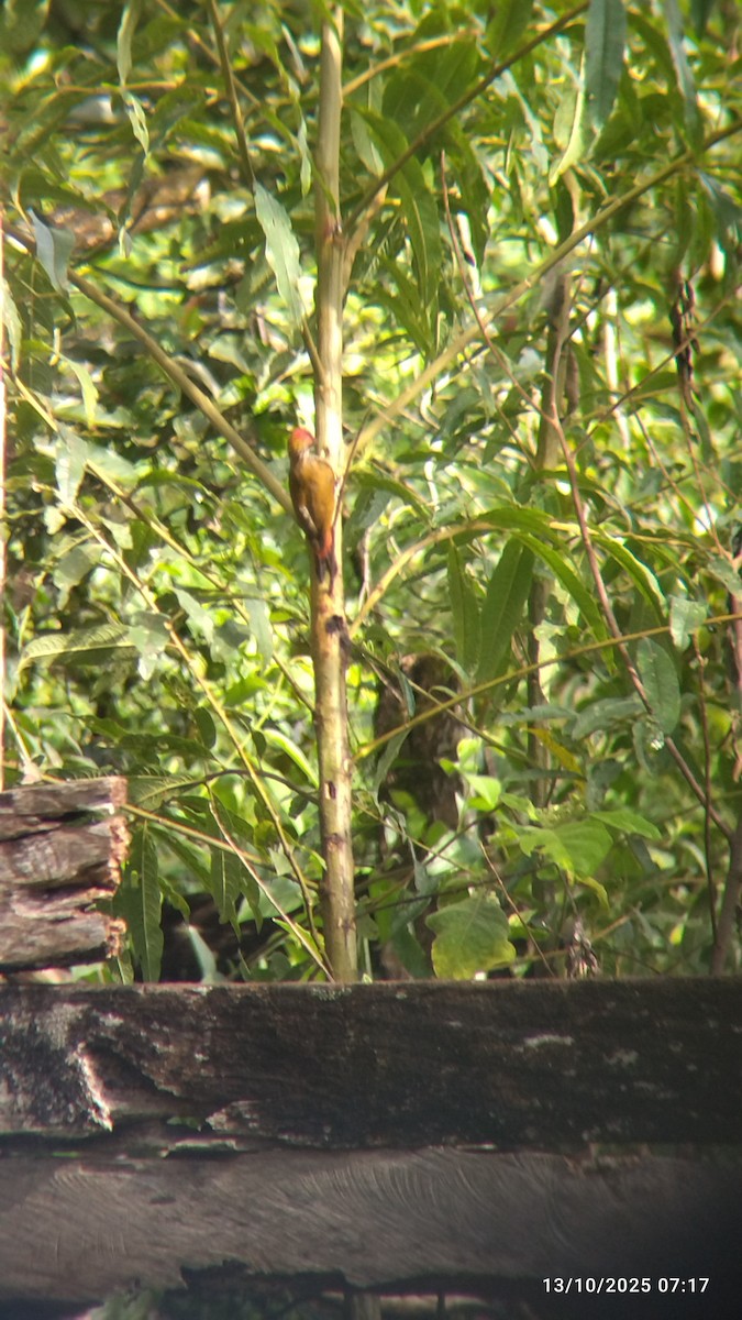 Red-rumped Woodpecker - ML646821653