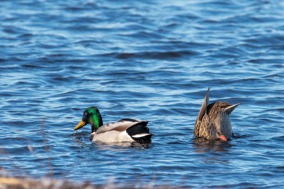 Germano reale - ML646821664