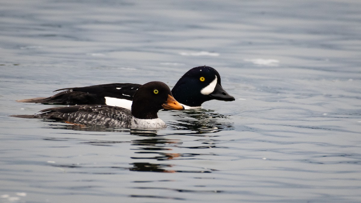 Исландский гоголь - ML646821667