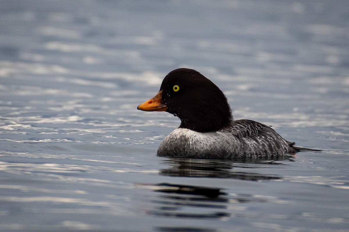 Исландский гоголь - ML646821668