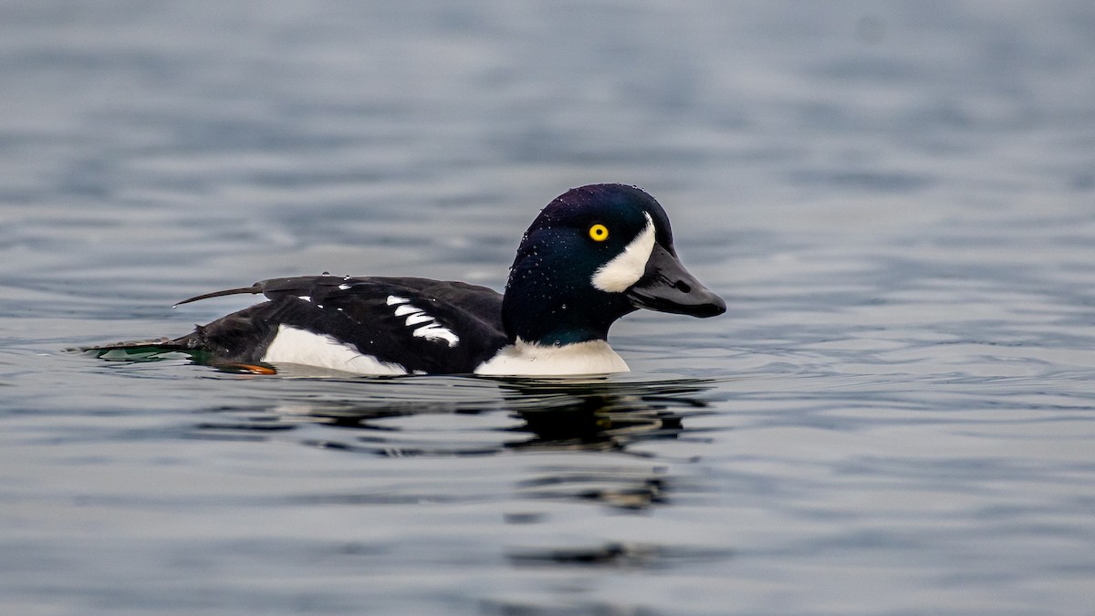 Исландский гоголь - ML646821669