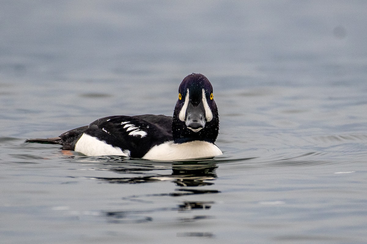 Исландский гоголь - ML646821670