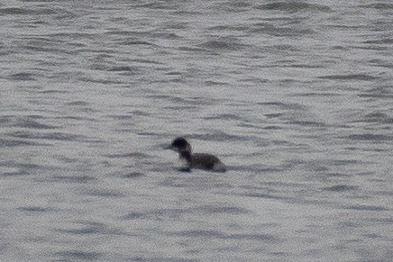 Черношейная поганка - ML646821673