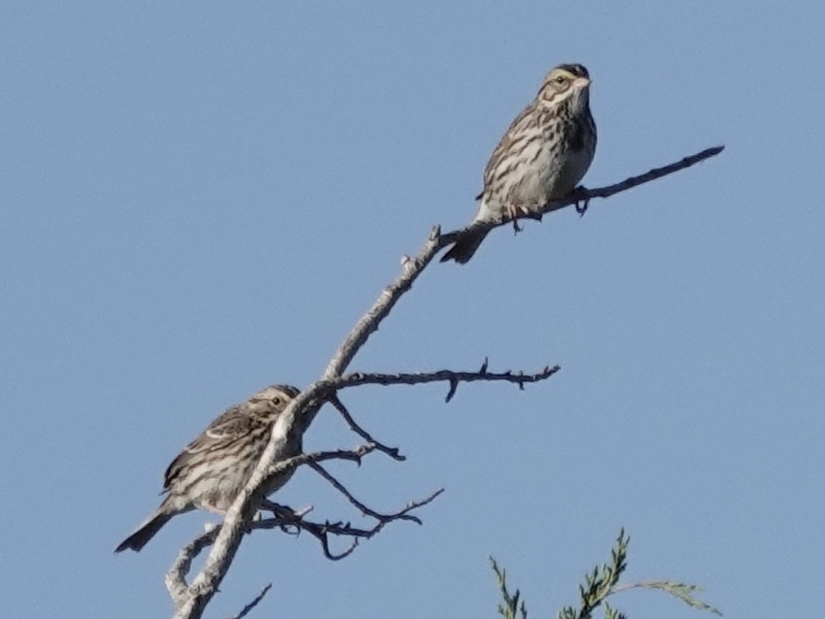 Savannah Sparrow - ML646821674