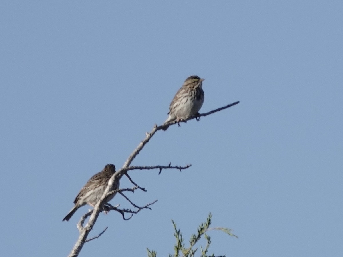 Savannah Sparrow - ML646821675