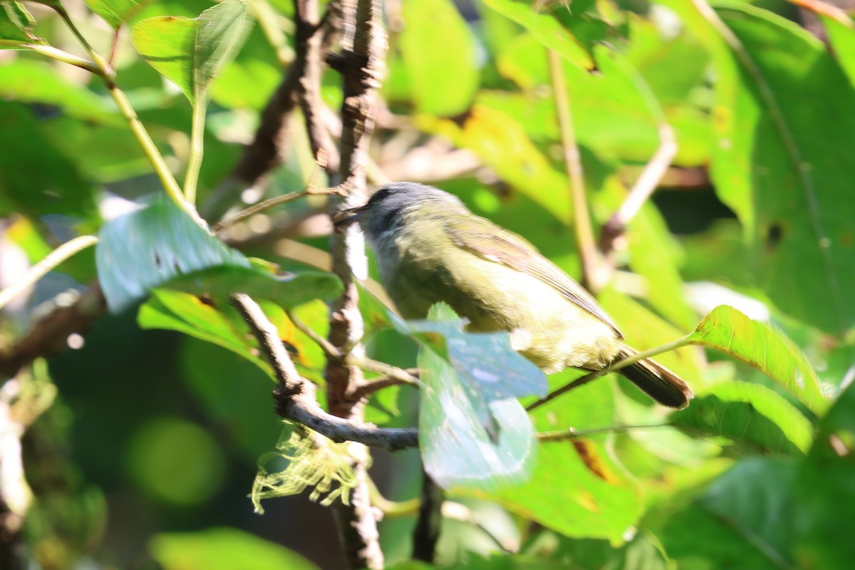 Javan Heleia - ML646821677